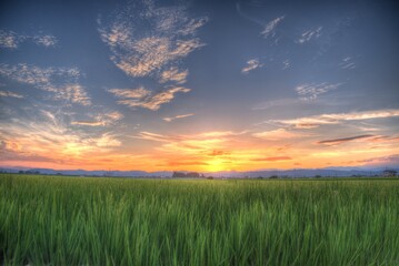 絶景の田園風景 夕日 田んぼ ear of rice 実りの秋 稲穂 収穫 会津 福島 喜多方