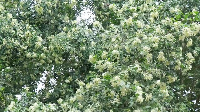 Kamini Flower Stock Video