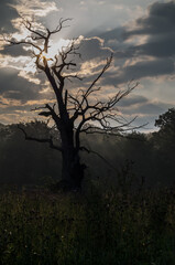 Obraz premium silhouette of tree in sunset