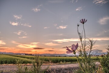 日本の秋 コスモス 絶景 夕暮れ 田舎 福島県 autumn お花 田園 田んぼ 風景 会津地方