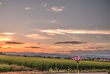 日本の秋 コスモス 絶景 夕暮れ 田舎 福島県 autumn お花 田園 田んぼ 風景 会津地方