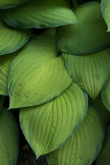 Closeup of fresh green hosta foliage 