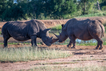 Fototapeta premium The white rhino (Ceratotherium simum) this rhino species is the second largest land mammal. It is 3.7-4 m in length