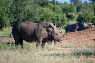 Fototapeta premium The white rhino (Ceratotherium simum) this rhino species is the second largest land mammal. It is 3.7-4 m in length