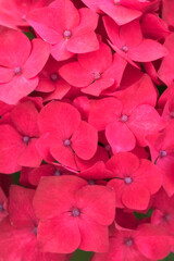 Soft focused red Hortensia (Hydrangea macrophylla) flower macro