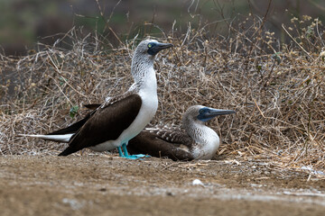 Blue-footed Booby (sula nebouxii) on Isla de la Plata, Ecuador