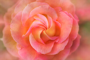 Fototapeta na wymiar Beautiful rose blossom flower macro