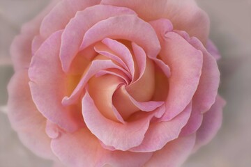 Rose of pink Marie Curie flower macro