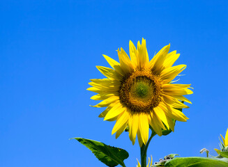 yellow annual sunflower
