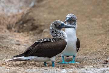 Blue-footed Booby (sula nebouxii) on Isla de la Plata, Ecuador