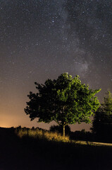 Fototapeta na wymiar lonely tree in the night