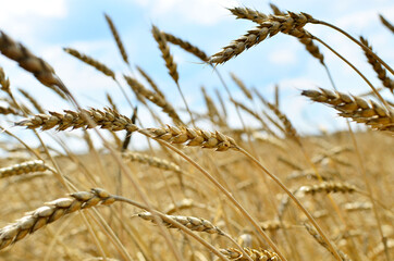 View of a field with ripe wheat with a golden hue in the sun. Summer harvest. Farm, production of flour, bread and bakery products. Agricultural landscape, growing crops, background, textures