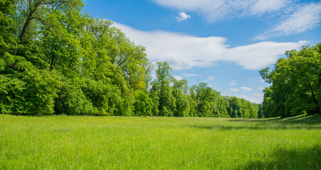 large green meadow surrounded by trees and cloudy blue sky