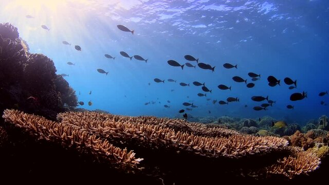 dive in tropical reef colourful hard corals and soft corals with cuttle fish swim 