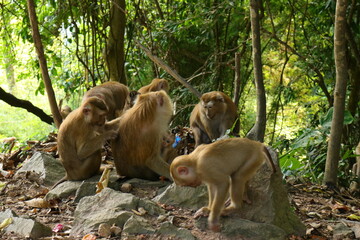 Fototapeta na wymiar monkeys in the wild