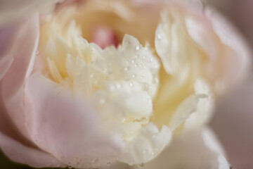 Fototapeta na wymiar a bouquet of pink peach beige white delicate peonies