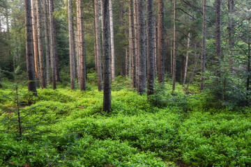Fototapeta na wymiar Panorama of the summer forest. Fresh plants in the forest. Natural background. The forest after the rain. Picture for wallpaper..