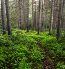 Panorama of the summer forest. Fresh plants in the forest. Natural background. The forest after the rain. Picture for wallpaper..