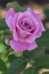 Pink rose flower bud 