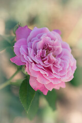 Beautiful dreamy pink rose blossom on soft blurred background