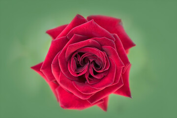 Bright red rose blossom isolated on green background