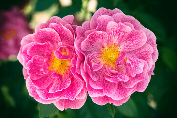 Closeup of beautiful vivid pink rose blossoms duo 