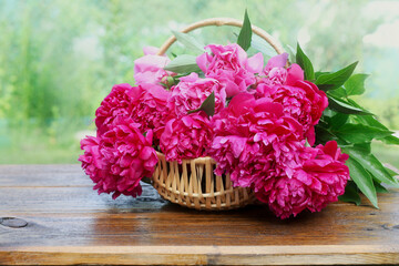 Bright red peony blooming flowers ina a backet in garden, front view