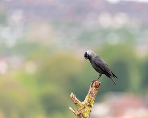 A single passerine western jackdaw, Coloeus monedula on a perch