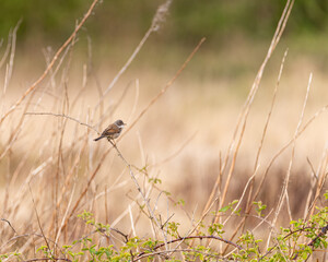 A single common whitethroat warbler, Sylvia communis on a perch