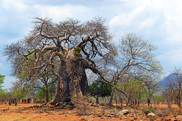 African baobab tree, Zimbabwe