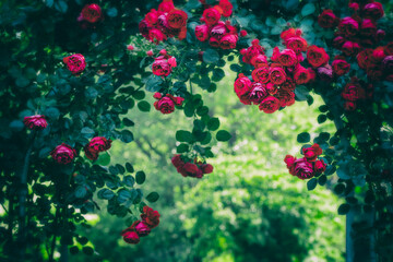 Beautiful red climbing rose arch. Red rose blossoms background.