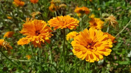 Calendula flowers in the garden on a sunny day