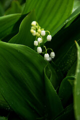 Obraz premium Blooming lilies of the valley in the rain in macro