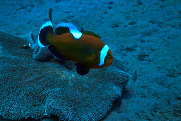 Fototapeta na wymiar clown fish coral reef / macro underwater scene, view of coral fish, underwater diving