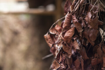 Dried leaves