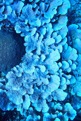 coral reef macro / texture, abstract marine ecosystem background on a coral reef