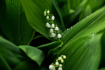 Blooming lilies of the valley in the rain in macro