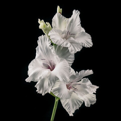 Fototapeta na wymiar Closeup of white Gladiolus isolated on black background