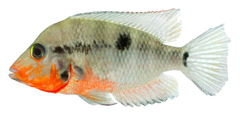 Firemouth Cichild fish