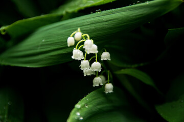 Blooming lilies of the valley in the rain in macro