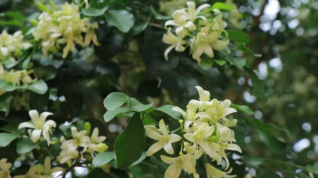 Kamini Flower Stock Video