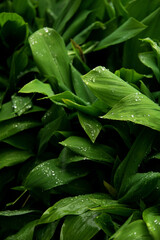 Fototapeta premium Green lily of the valley petals in raindrops