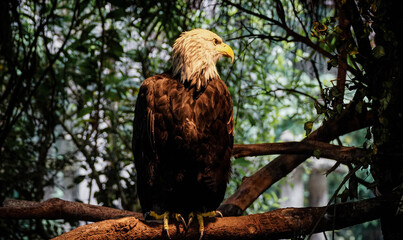 Eagle, sharp eyes, yellow beak.