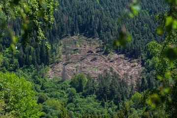Fototapeta na wymiar Forest destruction in mountain