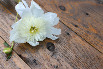 One white peony blooming flowers on a wood background