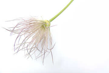    white background and stalk with stamens of snowdrop seeds, flat lay, mock up, copy space   