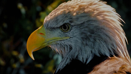 Eagle, sharp eyes, yellow beak.