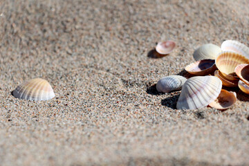 Collect graceful seashells on the coast