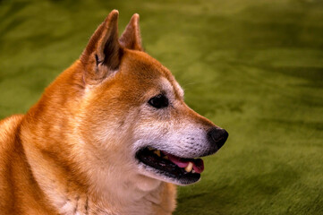 表情豊かな元気な柴犬