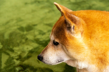 表情豊かな元気な柴犬